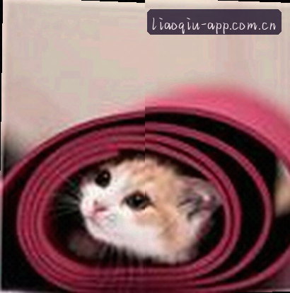 李强